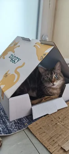 Ziggy Félin Déchaîné Issue 10 kattentijdschrift Frans