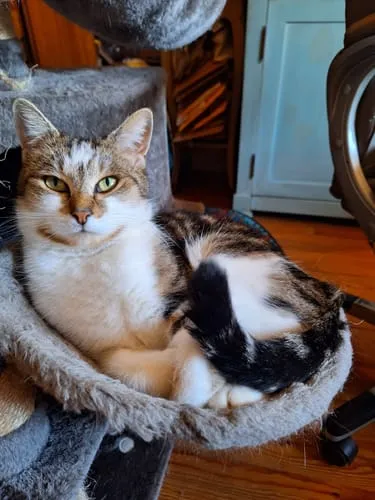 Ziggy Proefpakket droogvoer kat kitten 3 smaken