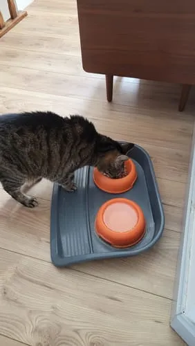 Ziggy Vet CKD natvoer kip 4x100g nierdieet