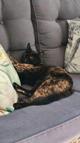 Ziggy natvoer gesteriliseerde kat kip 4 x 100 g tomaat olijf