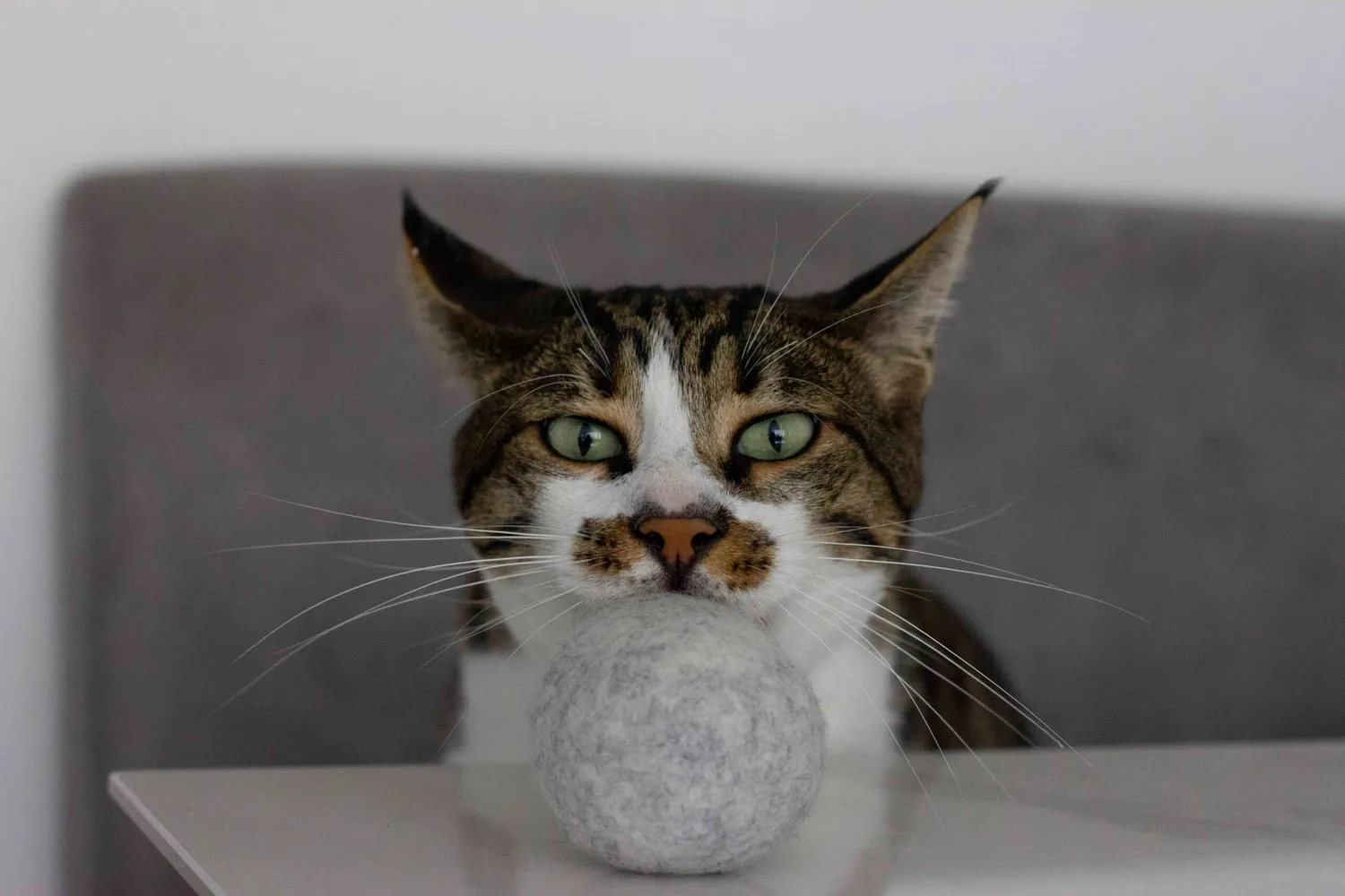 Poezenparadijs wollen bal kattenspeeltje met catnip