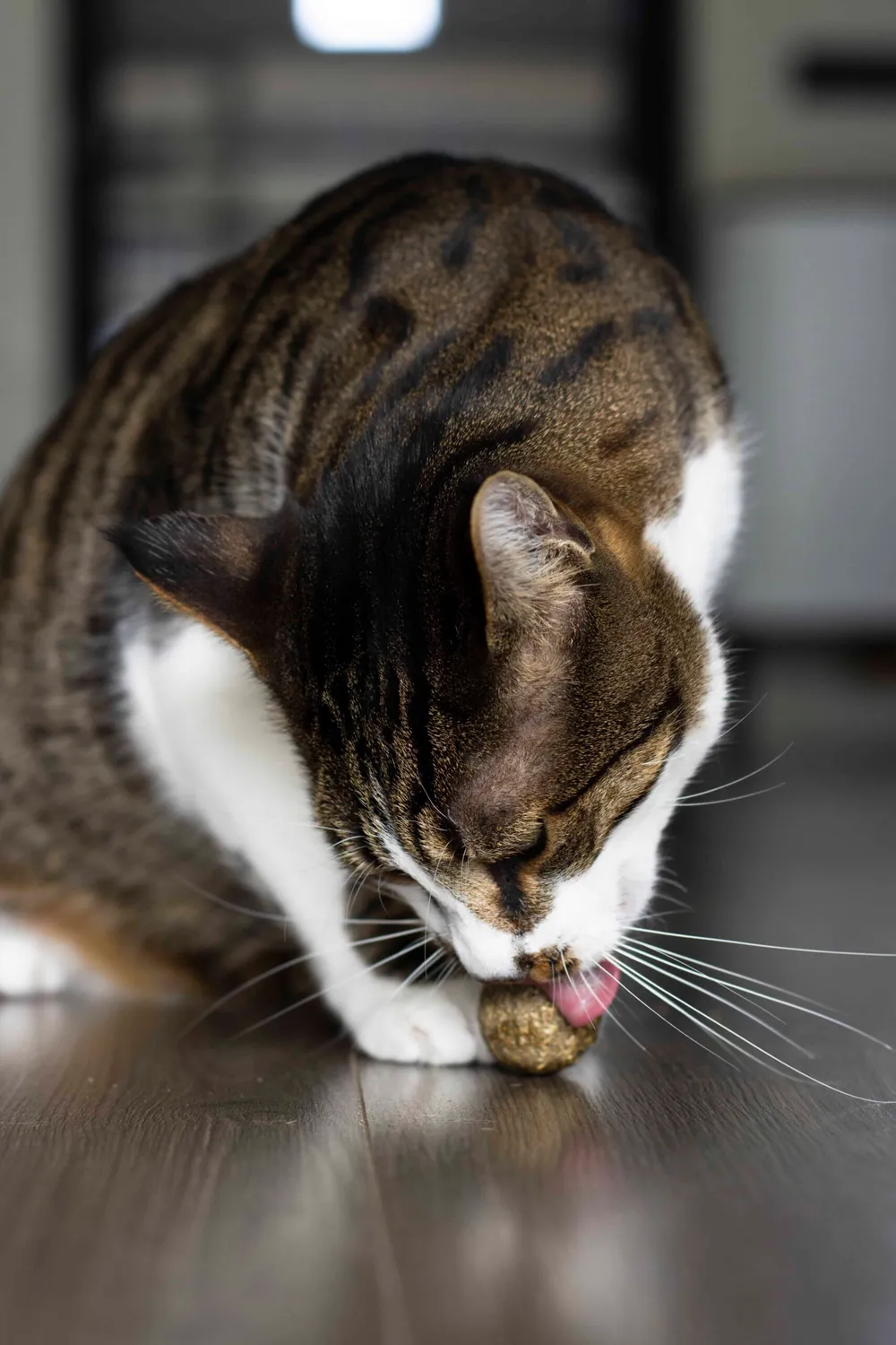 Poezenparadijs kattenlolly matatabi 3 stuks
