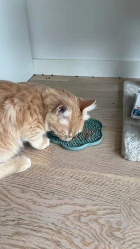 Ziggy Cool Cat Club likmat kat geel siliconen