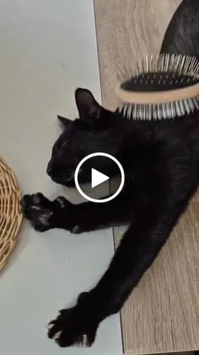 Ziggy The French Brush kattenborstel dubbelzijdig vegan