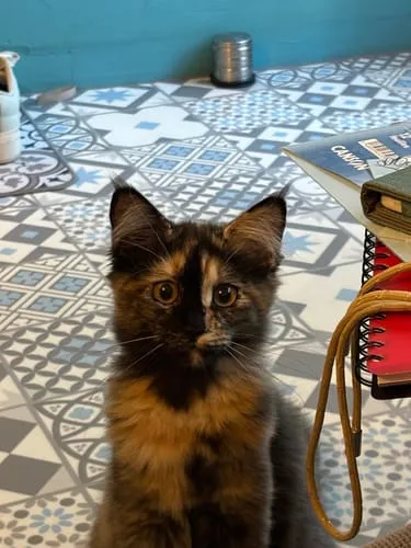 Ziggy Félin Déchaîné tijdschrift editie nr. 12 Frans