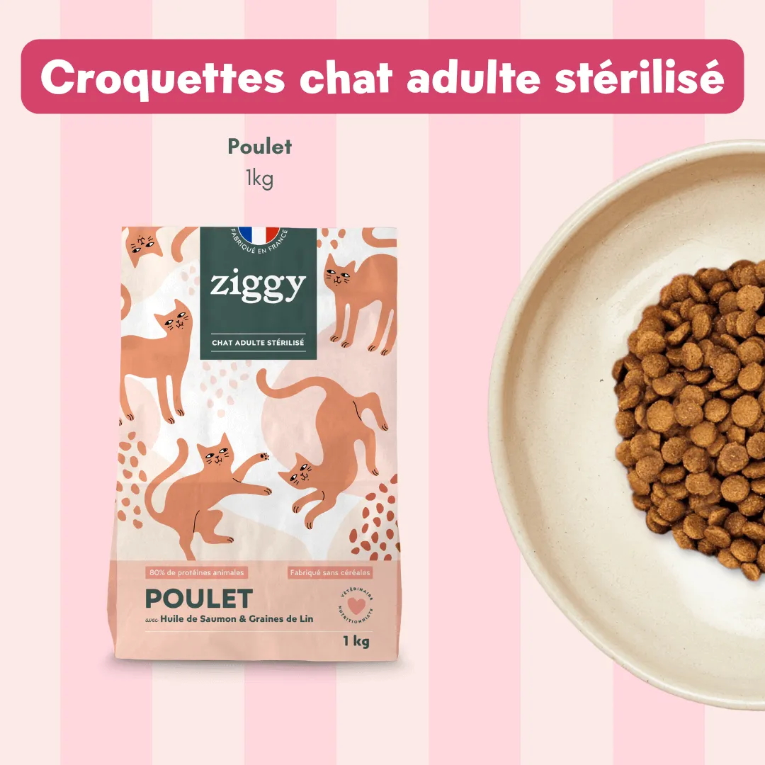Ziggy Discovery Box kat kip brokken natvoer 1 kg + 8 x 100 g