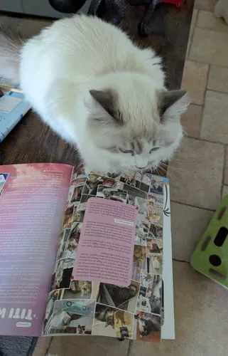 Ziggy Le Félin Déchaîné tijdschrift nummer 17 Frans