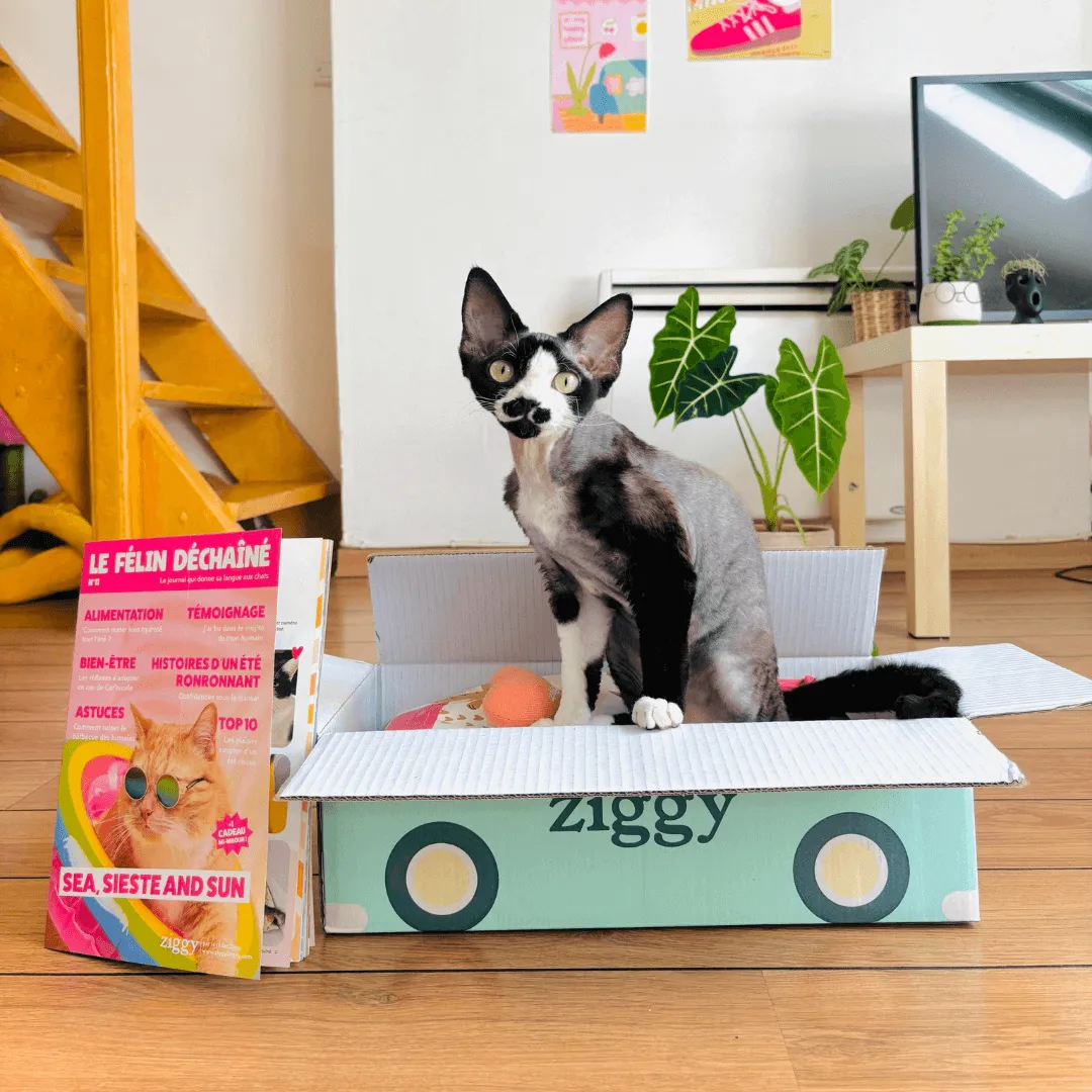 Ziggy Félin Déchaîné Issue 16 kattentijdschrift Frans