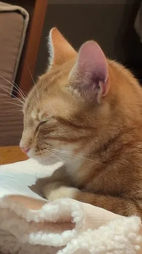 Ziggy Gesteriliseerde Kat Witvis natvoer 4 x 100 g graanvrij