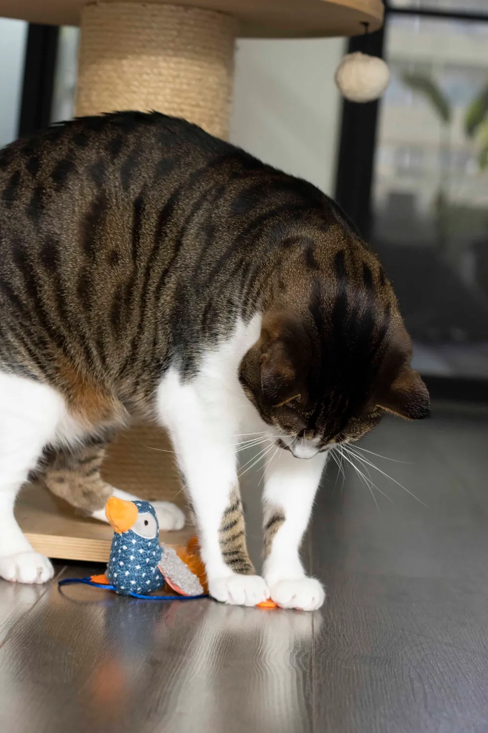 Poezenparadijs Vogel kattenknuffel met veertjes