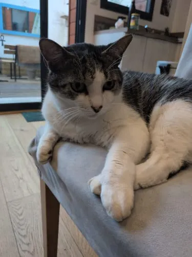 Ziggy graanvrij natvoer gesteriliseerde kat kip 4x100g