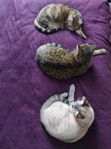 Ziggy Félin Déchaîné kattenmagazine editie 5 Frans