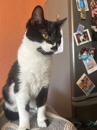 Ziggy Félin Déchaîné Editie 9 kattenmagazine Frans