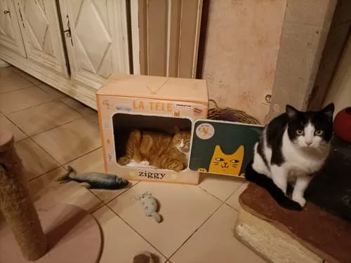 Ziggy Happy Cat Treats kattensnoepjes met zalm 40g graanvrij