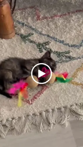 Ziggy natvoer kitten rund 4x100g zetmeelvrij