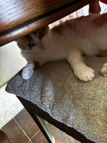 Ziggy plantaardige kattenbakvulling 10L niet-klontvormend