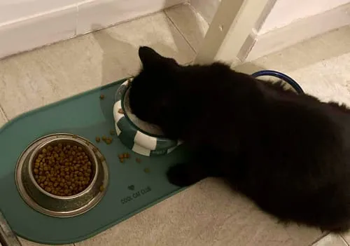 Ziggy Cool Cat Club voermat kat roze klein siliconen antislip