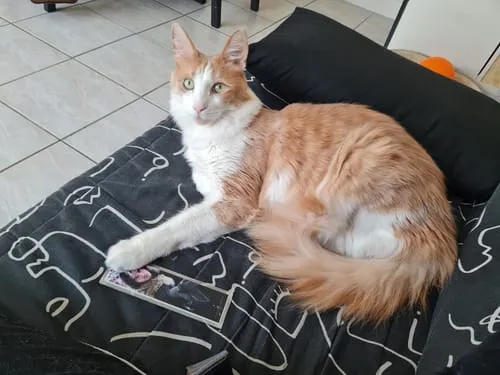 Ziggy natvoer kat rund graanvrij 4 x 100 g