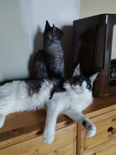 Ziggy Le Félin Déchaîné kattenmagazine nummer 6 Frans