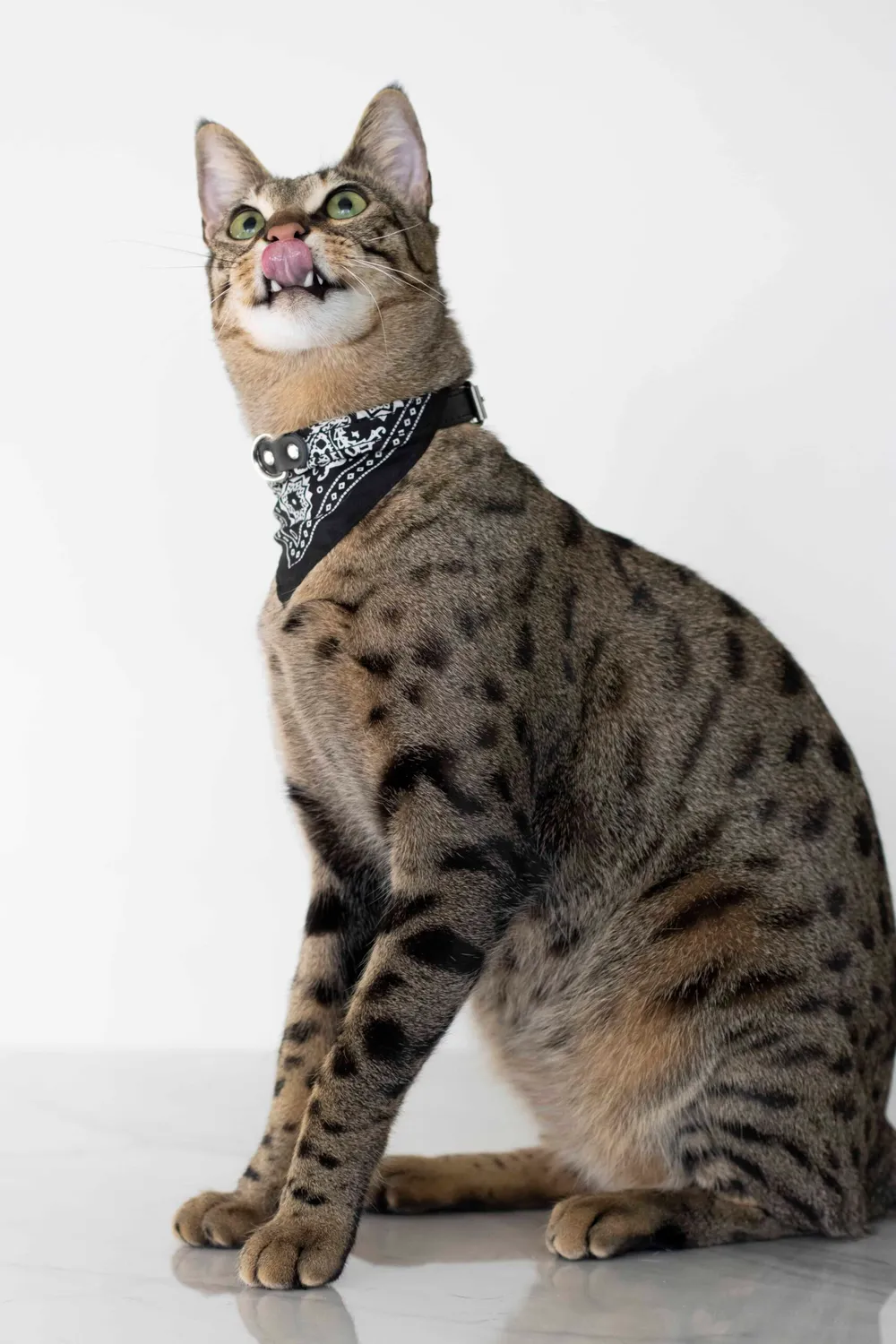 Poezenparadijs Bandana kattenhalsband S-M met ringetje
