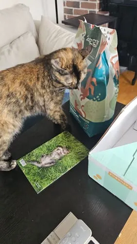 Ziggy brokken gesteriliseerde kat zalm 1 kg graanvrij