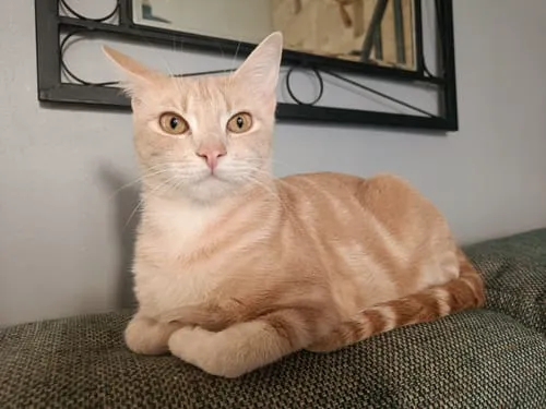 Ziggy brokken gesteriliseerde kat zalm 1 kg graanvrij