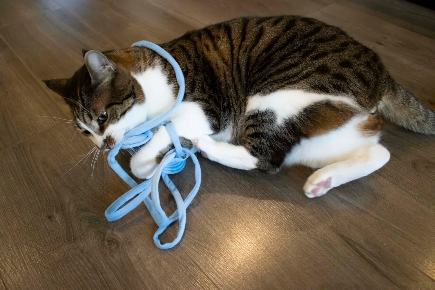 Poezenparadijs spring kattenveertje kattenspeeltje veer