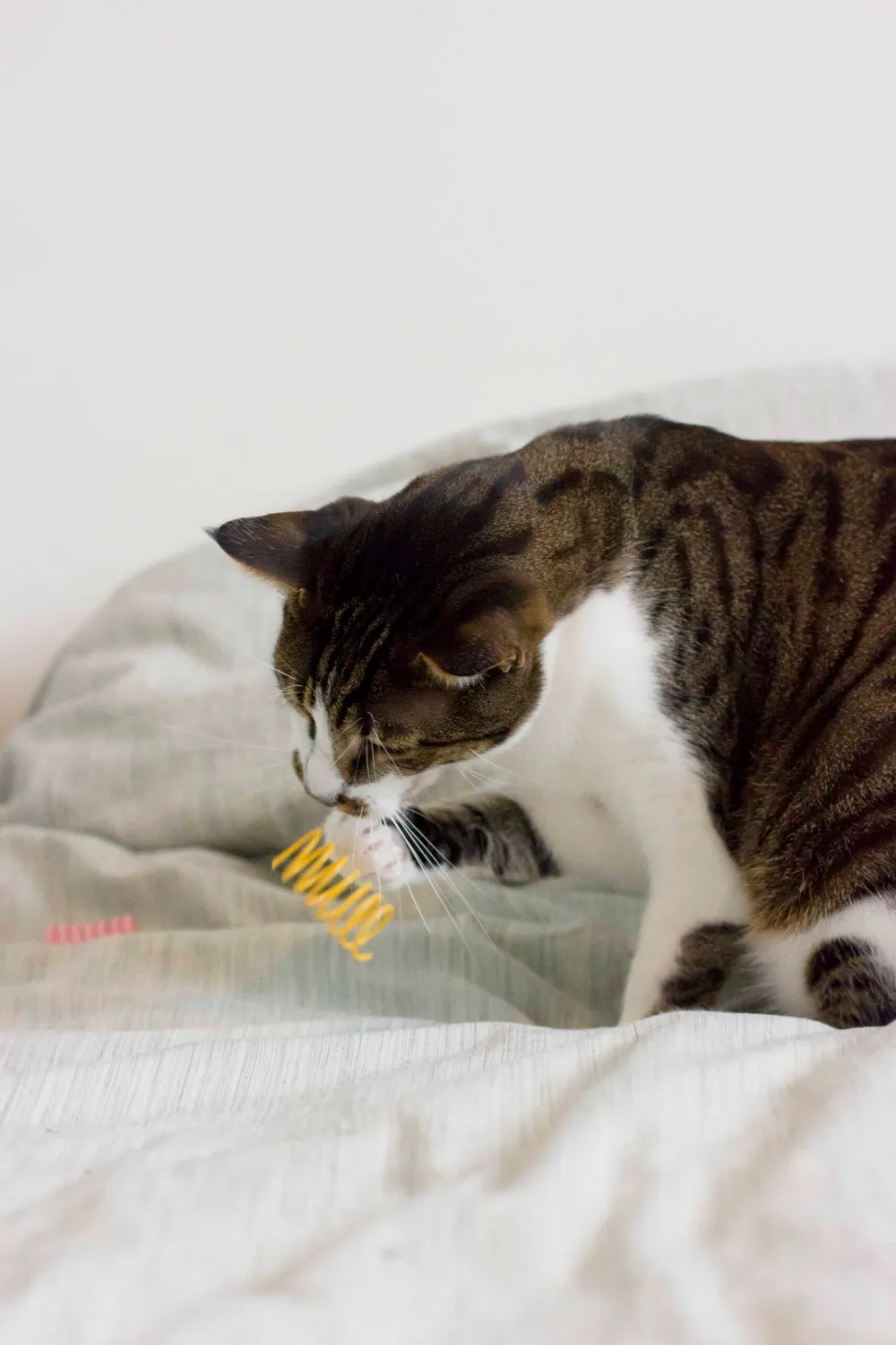 Poezenparadijs Kattenveertjes springveertjes 8 stuks kunststof