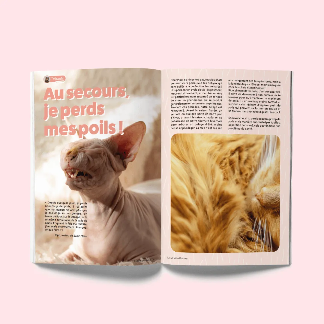 Ziggy Félin Déchaîné Issue 1 kattenmagazine Frans