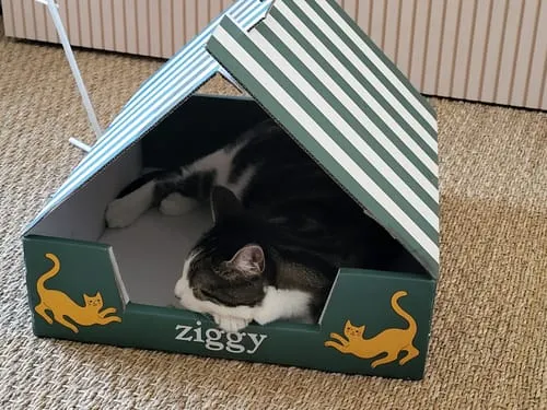 Ziggy VET natvoer kat urinewegen varken 4 x 100 g
