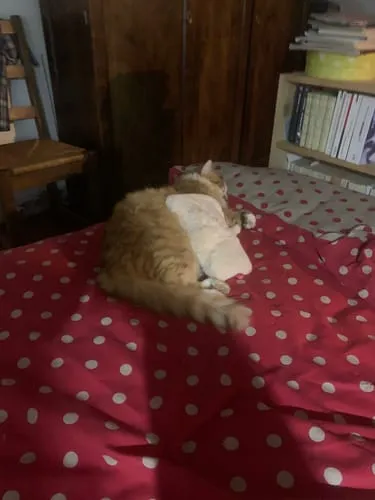 Ziggy Amour Gloire Pâtée voerlepel natvoer rvs