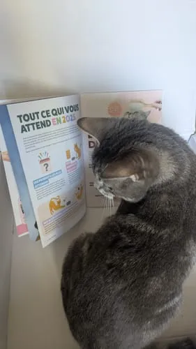 Ziggy Félin Déchaîné tijdschrift issue 8 Frans