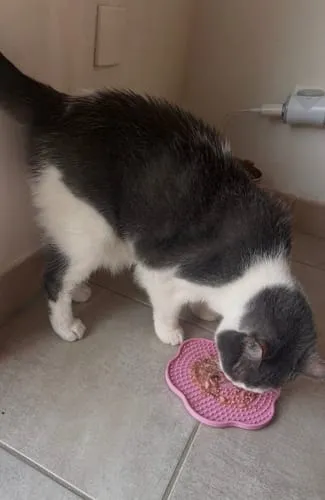 Ziggy Cool Cat Club likmat kat geel siliconen