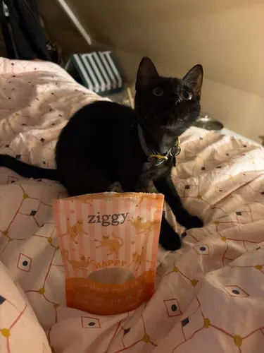 Ziggy Relax kattensnoepjes zalm valeriaan 40g graanvrij