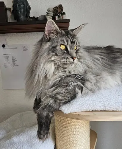 Ziggy Maine Coon gesteriliseerd brokken kip 2,5 kg graanvrij