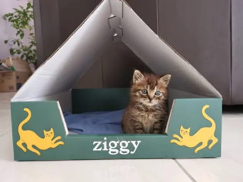 Ziggy kitten natvoer rund graanvrij 4x100g eiwitrijk