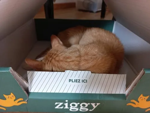 Ziggy Senior natvoer rund 4x100g graanvrij