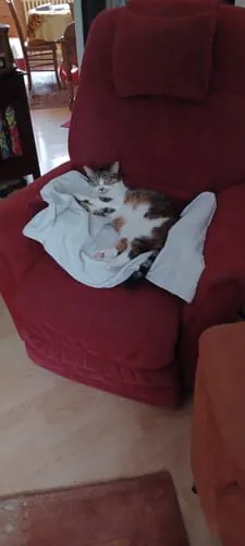 Ziggy plantaardige kattenbakvulling 10L niet-klontvormend