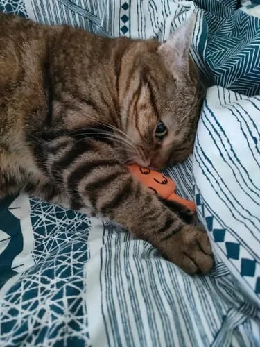 Ziggy Mascot kattenspeeltje catnip katoen