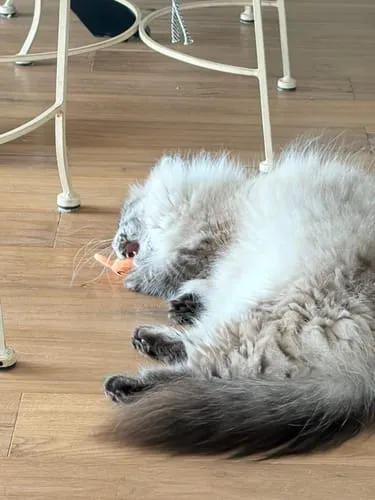 Ziggy Mascot kattenspeeltje catnip katoen