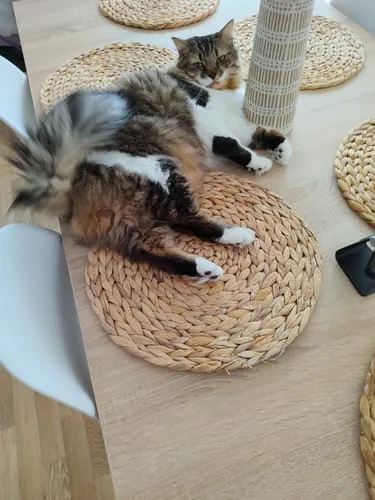 Ziggy Gesteriliseerde Kat Witvis natvoer 4 x 100 g graanvrij