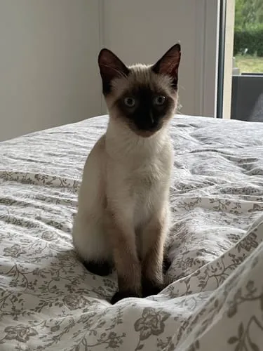 Ziggy natvoer kitten forel 4x100g graanvrij