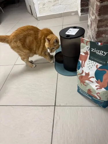Ziggy Cool Cat Club voermat kat roze klein siliconen antislip