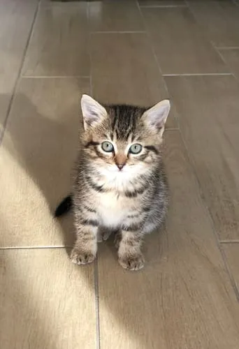 Ziggy Félin Déchaîné kattenmagazine editie 7 Frans