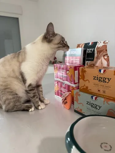 Ziggy Discovery Box kat kip brokken natvoer 1 kg + 8 x 100 g