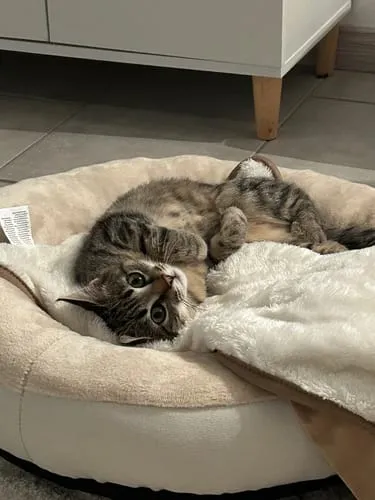 Ziggy natvoer kitten rund 4x100g zetmeelvrij