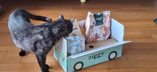Ziggy Cool Cat Club likmat kat geel siliconen