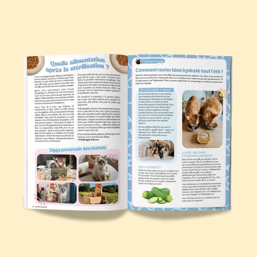 Ziggy Félin Déchaîné kattenmagazine editie 11 Frans