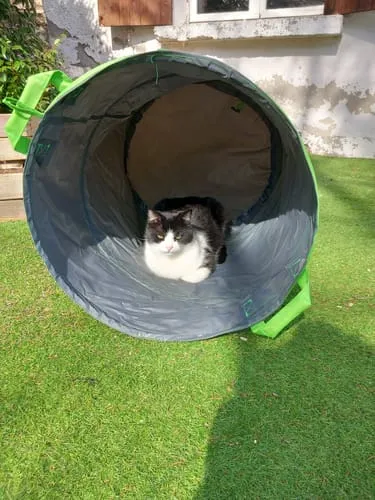 Ziggy Félin Déchaîné Editie 9 kattenmagazine Frans