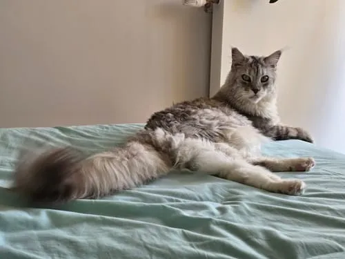 Ziggy Maine Coon gesteriliseerd brokken kip 2,5 kg graanvrij